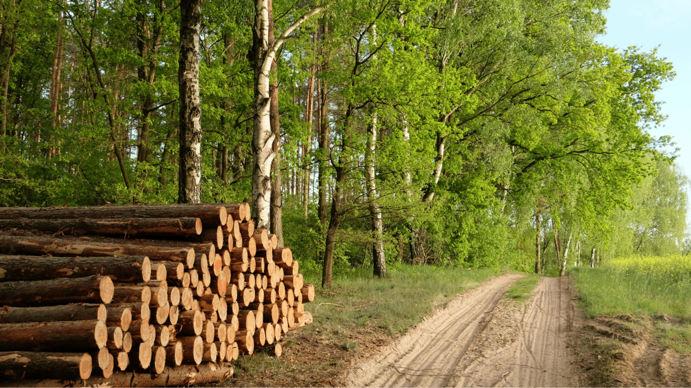 The firewood season has begun - where to buy and how much does it cost